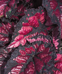 Chicago Fire Begonia