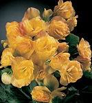 Spectrum Takora Yellow Begonia