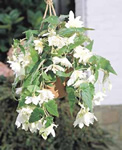 White Pendula Begonia