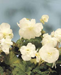 Double White Begonia