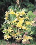 Yellow Pendula Begonia