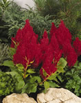 Fresh Look Red Celosia