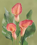 Pink Persuasion Calla Lily