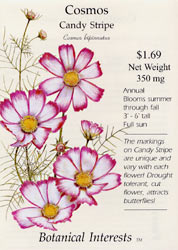 Candy Stripe Cosmos