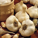 California Giant Garlic
