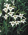 Acidanthera Gladiolus