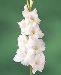 May Bride Gladiolus