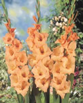 Peter Pears Gladiolus