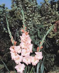 Rose Supreme Gladiolus
