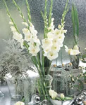 White Friendship Gladiolus