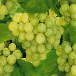 Lakemont (White) Grape