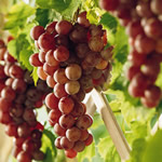 Suffolk (Red) Grape