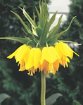 Yellow Crown Imperial Fritillaria