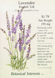 Tall English Lavender