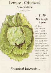 Summertime Head Lettuce