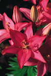 Orly Asiatic Lily