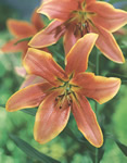 Red Hot OT Hybrid Lily