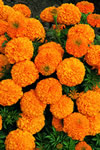 Inca II Orange Marigold