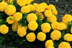 Inca II Yellow Marigold