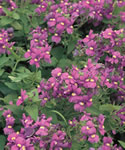 Violet Rose Safari Nemesia