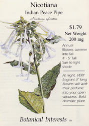 Indian Peace Pipe Nicotiana