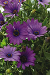 Soprano Purple Daisy