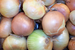 Stuttgarter Riesen Onions