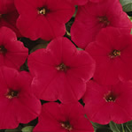 Easy Wave Red Petunia
