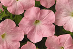 Easy Wave Shell Pink Petunia