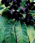 Black Panther Streptocarpus