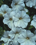 Mini White Supertunia Petunia