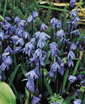Blue Spring Beauty