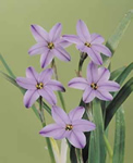 Rolf Fiedler Spring Star Flower