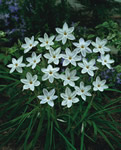 White Star Spring Star Flower