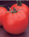 Celbrity Tomato