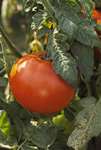 Heartland Tomato