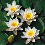 Albida Water Lily