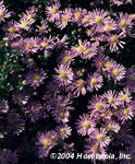 Woods Blue Aster
