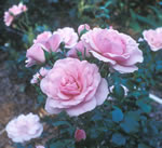 Bonica Rose
