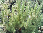 Common Rosemary Herb