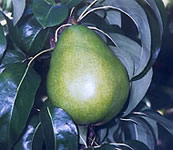 D Anjou Pear Tree