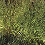 Denver Botanic Garden Brome Grass