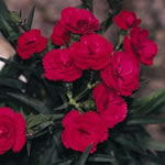 Cinnamon Red Hots Dianthus