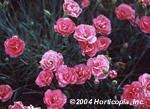 Miss Pinky Dianthus