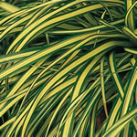 Evergold Sedge Grass