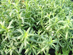 French Tarragon Herb