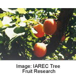 Goldbar Apricot Tree