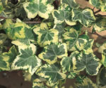 Golden Ingot Ivy