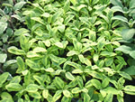 Golden Sage Herb