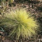 Golden Toupee Fescue Grass